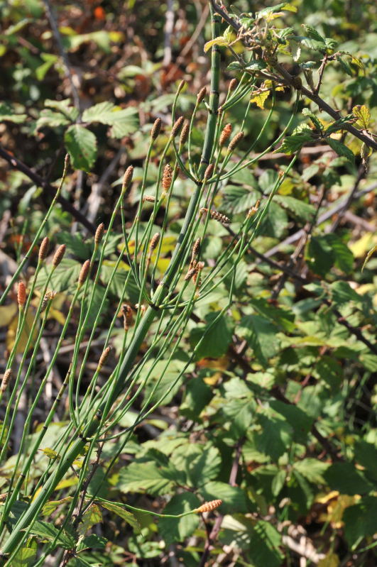 Equisetum ramosissimum